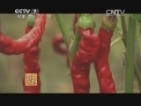 [农广天地]青线椒1号种植技术(20150302)