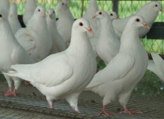 农民杨明军培育种鸽、肉鸽养殖创业产值达亿元