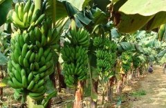 “香蕉一姐”种植香蕉亩产值高达32000元