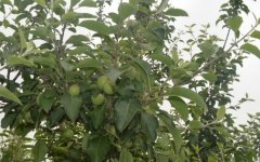 苹果树春季管理应注意的九个问题