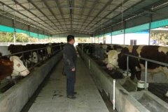 李强成立养牛专业合作社养殖西门塔尔牛效益可观