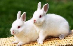 公、母种兔饲养中应注意的问题