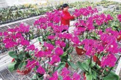 郯城：大棚花卉种植“沾花惹草”赚大钱