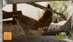 [农广天地养鸡]三高青脚黄鸡3号配套系养殖技术