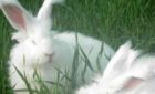 养殖獭兔农民轻松致富