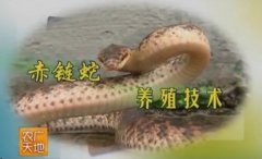 [农广天地]赤链蛇养殖技术　仔蛇做成中药材获得好收益