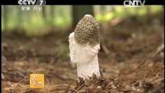 [农广天地]竹林套种竹荪技术视频