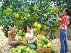 农村妇女致富能手种植沙田柚产值100多万元