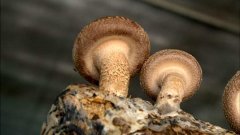 [绿色时空]高山上种植蘑菇　菌菇“香”四季