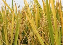 杂交水稻增产增收　一粒改变世界的种子