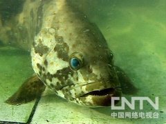 [农广天地养鱼]石斑鱼养殖技术视频