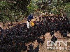 [致富经]陈健中：神秘配方养土鸡一年赚五百多万