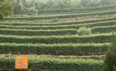 [农广天地]从农田到餐桌-走进丹江口：特色农产品柑桔“武当道茶