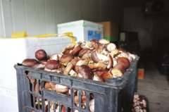 葛伟明：菌菇种植撑起“致富伞”年销售额数百万