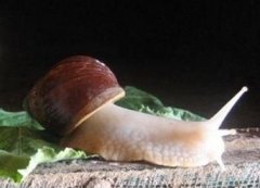 蜗牛养殖前景分析，养蜗牛能赚钱吗？
