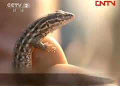 [生财有道]王桂军:养殖药用动物蜥蜴赚出百万财