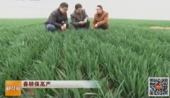 [科技苑]2015年小麦春季管理的故事：春耕保高产