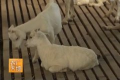 [农广天地]宜昌白山羊养殖技术视频