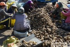 马铃薯价格连跌 种植户该如何减少损失？
