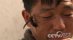 [致富经]财富险中求-黄国忠养殖胡蜂一窝能卖三万多元(上)