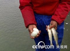 [致富经]冼利才海滩养鸭:改变命运的海鸭蛋