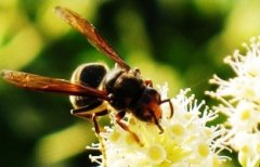 胡蜂如何养殖，养胡蜂赚钱吗