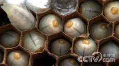 [致富经]财富险中求(下)-黄国忠人工养殖胡蜂