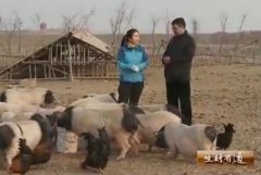 [生财有道]程永军：养殖巴马香猪年销售额达两千万元