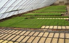 [科技苑]李家付种植芽苗菜一月可收三四茬，一年效益翻几番