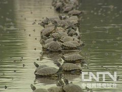  [致富经]奇人张青青在非议中养鳄鱼龟,年销售额达四千万