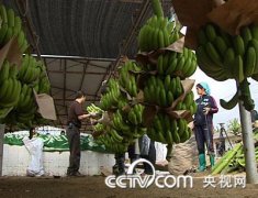 [致富经]落魄青年种植香蕉从捡钱包开始的财富之路