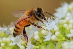 [科技苑养蜂]让蜜蜂多产蜜有高招