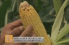 [农广天地]高产口感好的糯玉米品种：郑黄糯928栽培技术