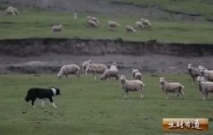 [生财有道养羊]高原寻羊记:高原藏绵羊