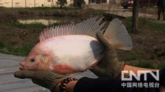 [致富经养鱼]梁政远养殖会变色的红鲷鱼年赚300万