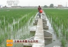 [科技苑]水稻套养甲鱼技术：让一亩地能赚两亩地的钱