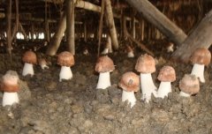 [科技苑]食用菌种植新招：让蘑菇多受刺激长的好