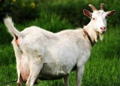 如何提高奶山羊配种成功率？