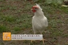 [农广天地]新杨绿壳蛋鸡配套系视频