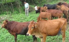 养牛必读：怎么养好牛？养牛的七大误区