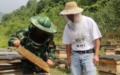 九寨沟:中蜂养殖成为蜂农增收致富的“黄金产业”