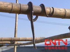 [农广天地养蛇]立体蛇房的建设与养蛇技术视频