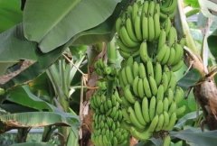 [致富经]种植香蕉的一个小细节带来的亿万财富