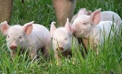 养猪业行情分析：养猪黄金期即将到来，你们准备好了吗？