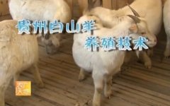 [农广天地]贵州白山羊养殖技术视频