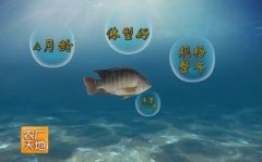 [农广天地]新吉富罗非鱼一年两造养殖技术20150513