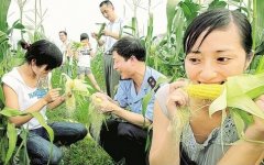 可生吃的新型玉米品种“水果玉米”价格高