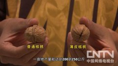 [致富经]刘海涛:荒山种核桃养土鸡三年赚回5000万