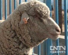 [农广天地]肉羊饲养管理：巴美肉羊的饲养技术视频