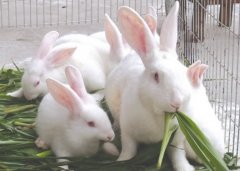 [每日农经]受青睐的新西兰白兔效益高